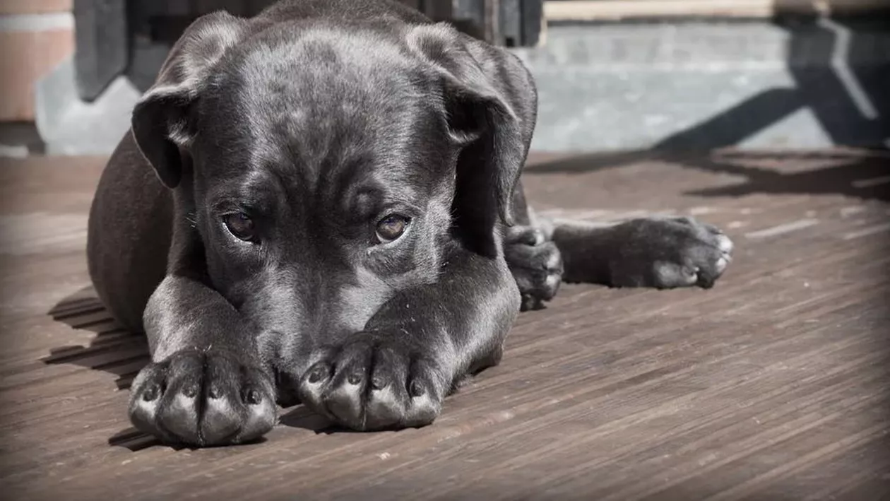 Povestea lui Marinel, câinele returnat la centrul de adopții după 5 ani chiar de către stăpânii săi i-a emoționat pe români:  ”Tristețea din ochii lui e nemărginită, așa îi frângi inima”