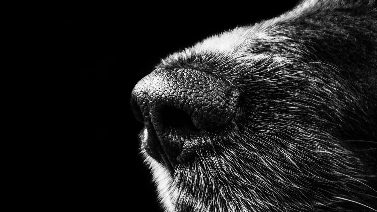 Persoanele infectate cu coronavirus, detectate la Aeroportul Sibiu cu ajutorul câinilor antrenați special. Proiectul-pilot a fost aprobat oficial de CNSU (DOCUMENT)