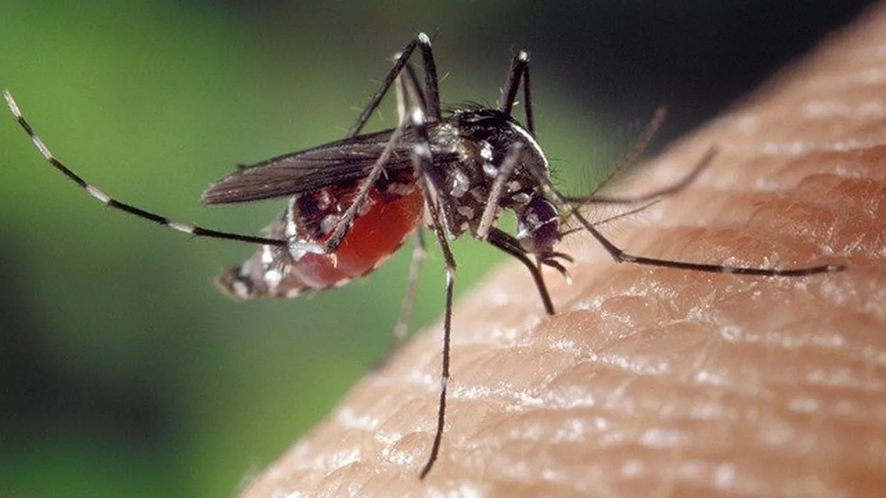 Totul despre West Nile, virusul periculos care poate provoca decesul. A fost depistat la țânțari din București