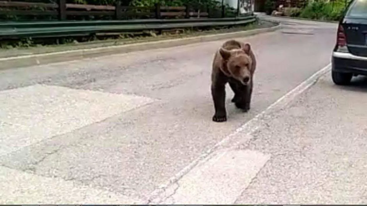 Bărbat rănit grav după ce a fost atacat de urs, în Harghita. A fost solicitată intervenția elicopterului SMURD