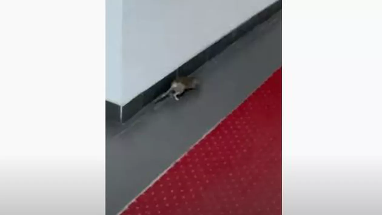 Șobolan surprins pe un hol la Ministerul Economiei (VIDEO)