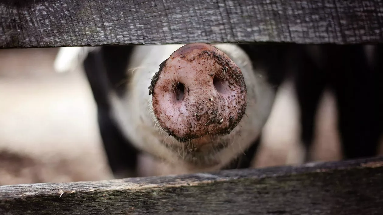 Peste 10.000 de porci vor fi ucişi la o singură fermă din Hunedoara ca urmare a confirmării pestei porcine africane