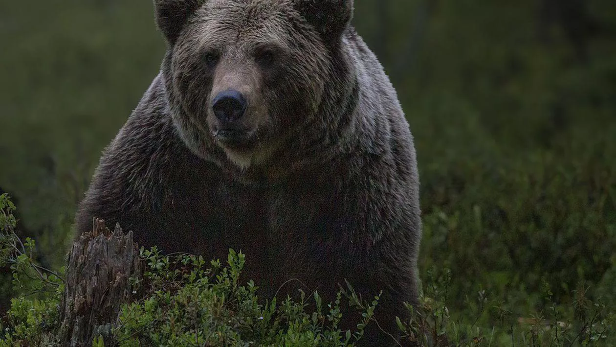 Ministrul Mediului a aprobat împușcarea a 5 urși din Argeș, Mureș și Suceava