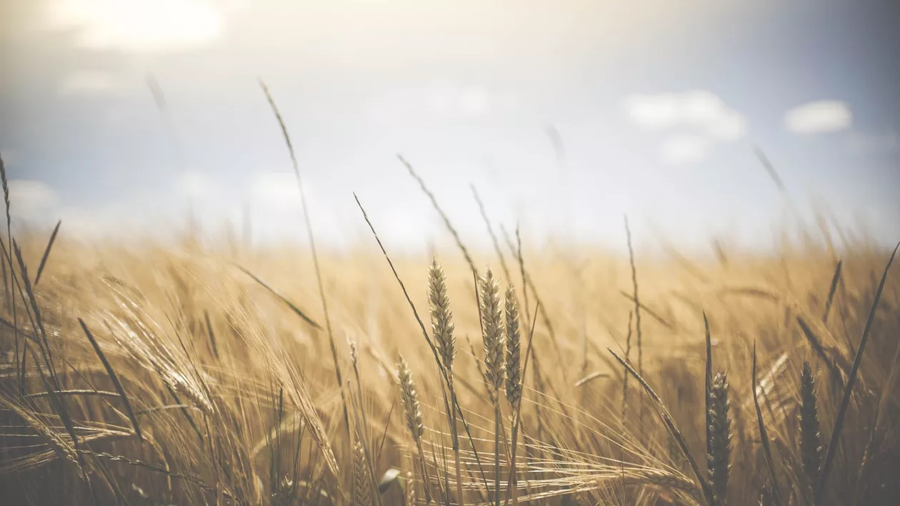 Ungaria pregătește un Fond Privat cu care să cumpere terenuri agricole în statele vecine