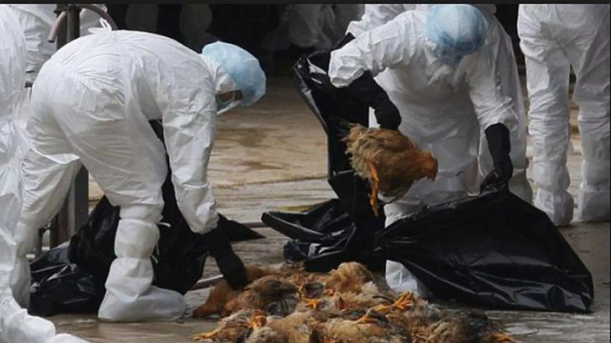 O nouă molimă lovește China. Numărul cazurilor de gripă aviară este în creștere