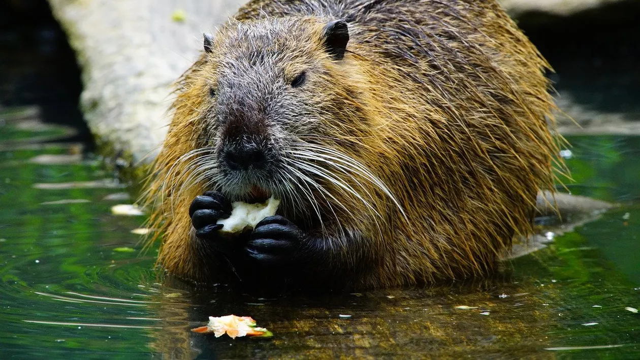 Munții Făgăraș va fi noua casă a castorilor din Brașov și Sibiu. Cel puțin 90 de castori vor fi aduși printr-un proiect finanțat de Comisia Europeană