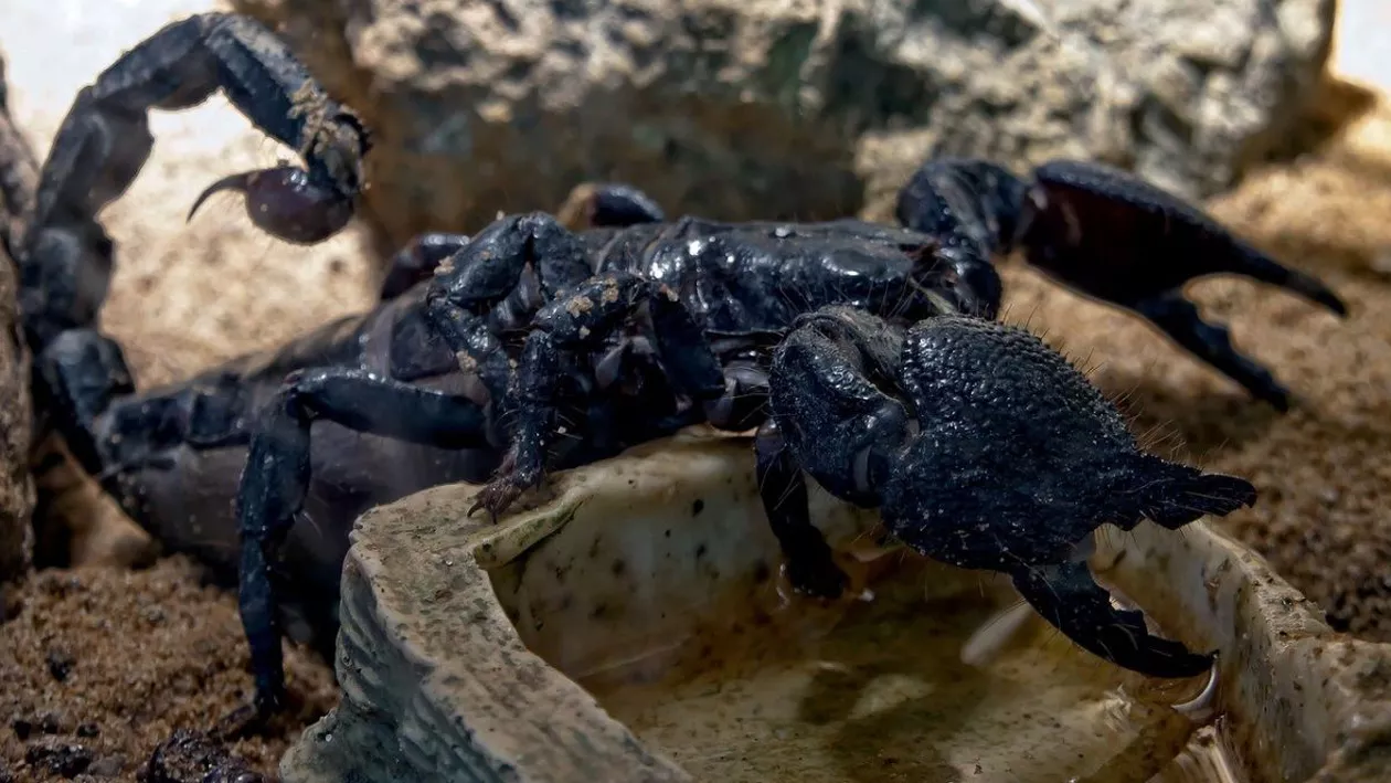 O angajată de la IKEA a fost mușcată de un scorpion, după ce a desfăcut o cutie de banane. Femeia lucra în restaurantul magazinului din Băneasa