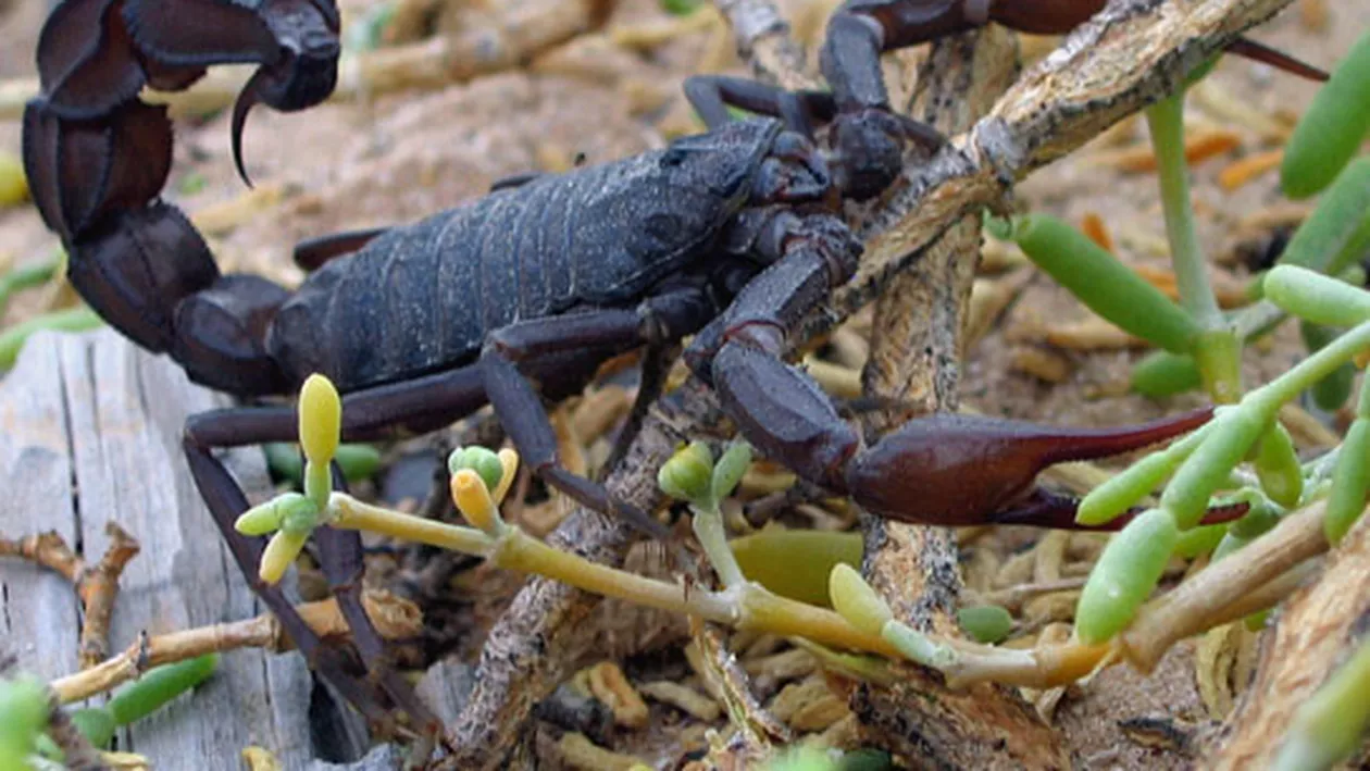 Scorpionii care fac victime pe bandă rulantă: 450 de oameni răniți, 5 decese confirmate