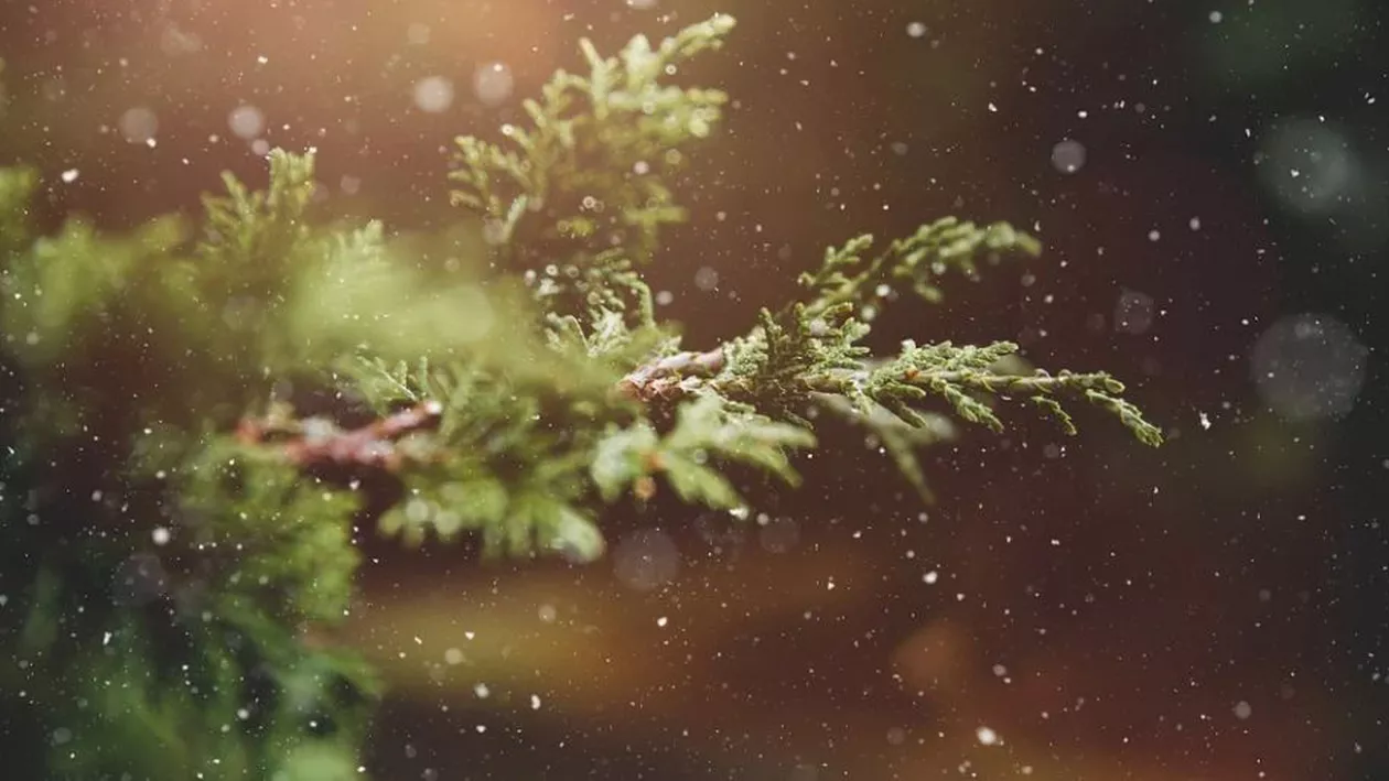 Mașini avariate reparate din cheltuiala proprie după ce un brad s-a prăbușit din senin în Târgu Jiu