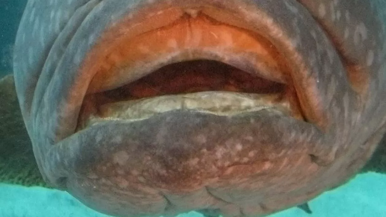 Austria: Un pește de peste 100 de kilograme a fost scos dintr-o canalizare a oraşului Linz. Cum arată somnul uriaş (VIDEO)