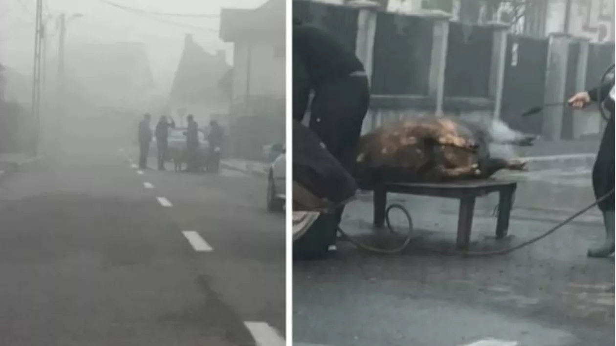 Porc tăiat în mijlocul unei străzi din municipiul Târgu Jiu. „Doar în România poţi vedea asta“