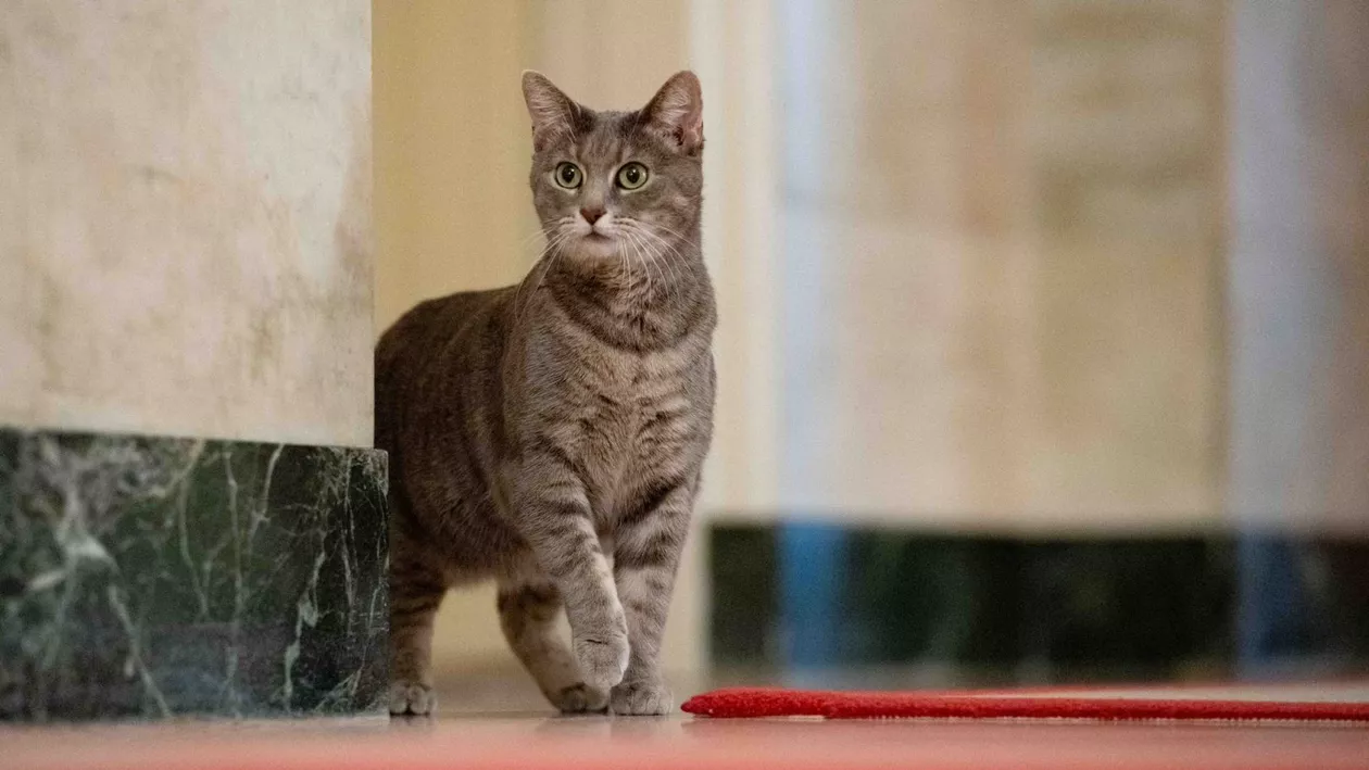 Jill Biden a adus o pisică la Casa Albă. Povestea impresionantă a lui „First Cat”, felina care a întrerupt un discurs al președintelui (FOTO)