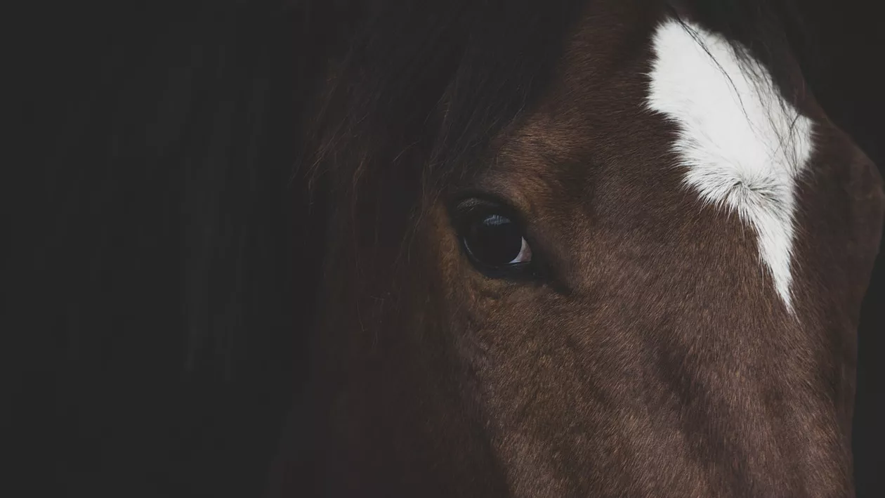 Abuz de încredere în favoarea unui armăsar lipizzan