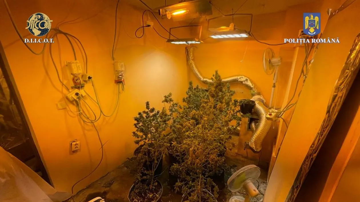 Un bucureștean și-a creat propria cultură de marijuana, în casă, cu toate facilitățile (GALERIE FOTO)