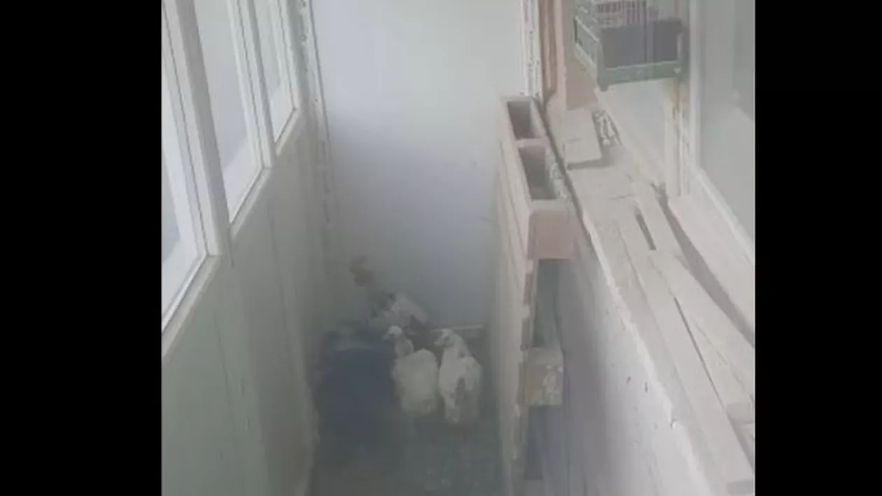 Găini crescute pe balcon de un bucureștean. Vecinii nu mai puteau trăi din cauza mirosului insuportabil (VIDEO)