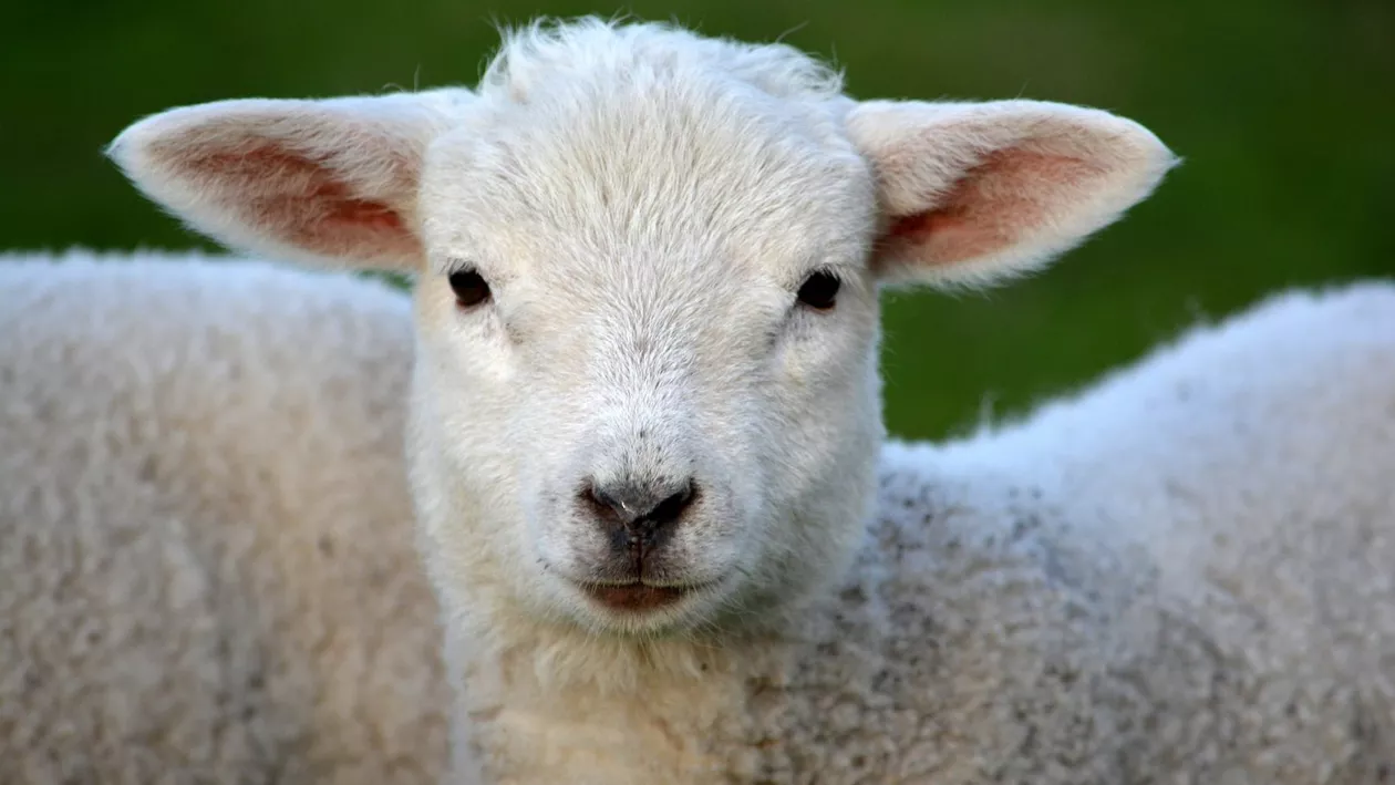 Românii vor plăti cu cel puțin 70 de lei în plus pentru masa de Paște în 2022