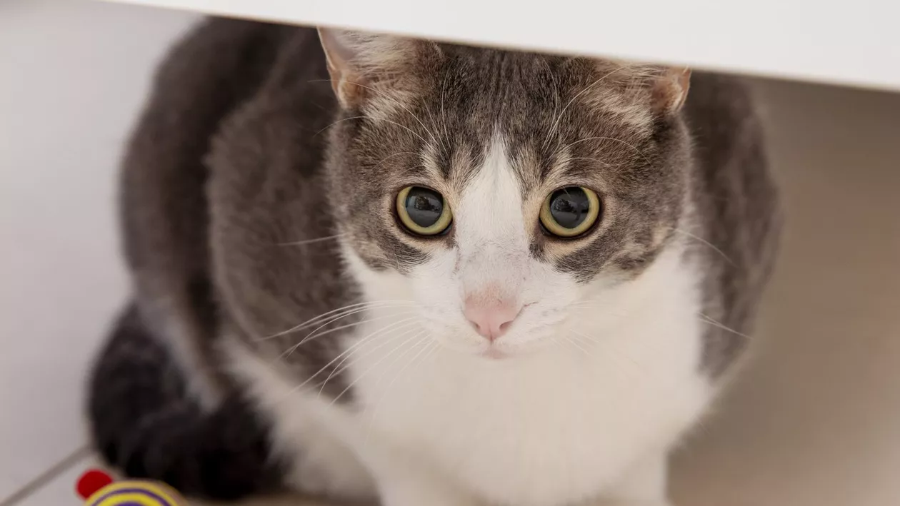 Bucureștenii pot steriliza gratuit pisicile maidaneze. Cum se derulează programul demarat de Primărie