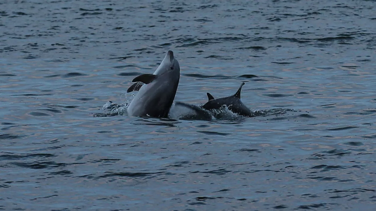 De foame sau din cauza războiului, delfinii au migrat din Marea Neagră în Dunăre