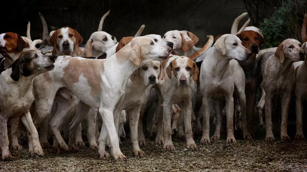 Câini abandonați, în pădurile și satele din nordul Moldovei. Localnic: „Ăștia mari, periculoși, rup animale domestice, atacă prin pădure animale mici”