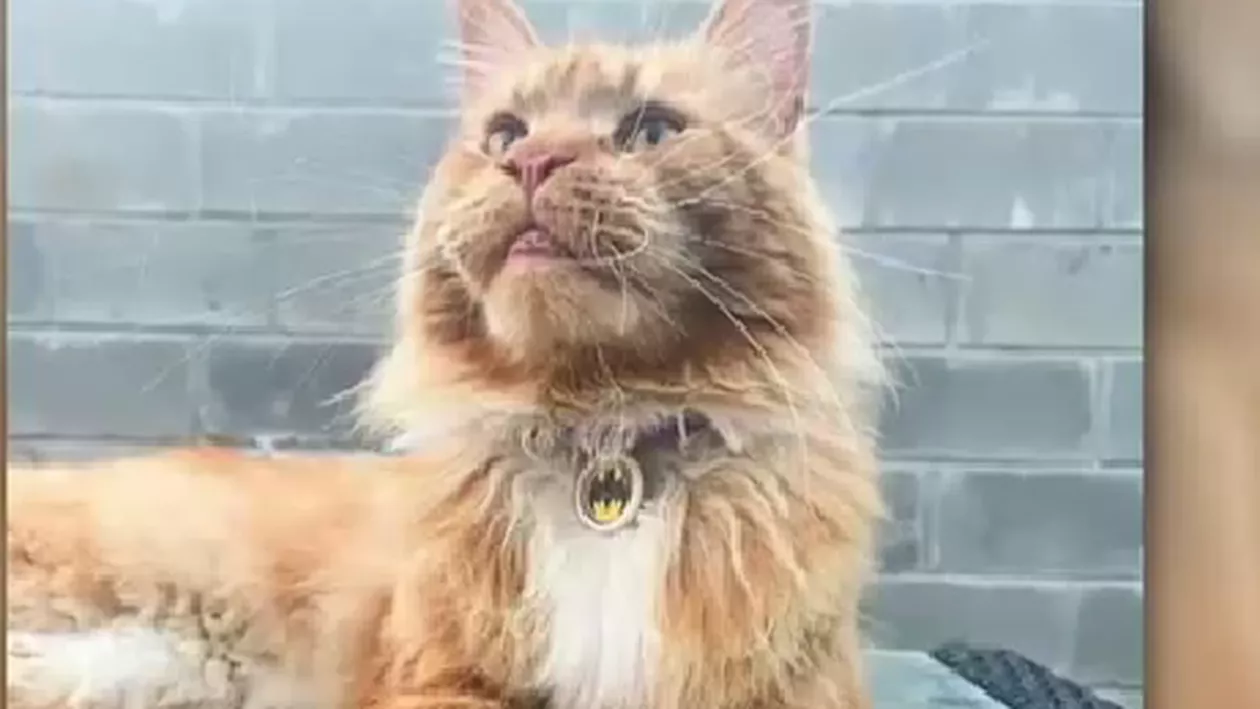 Un motan din Bucha s-a întors la stâpâni după 80 de zile. Aventurile animalului ajuns în Belarus cu un blindat rusesc