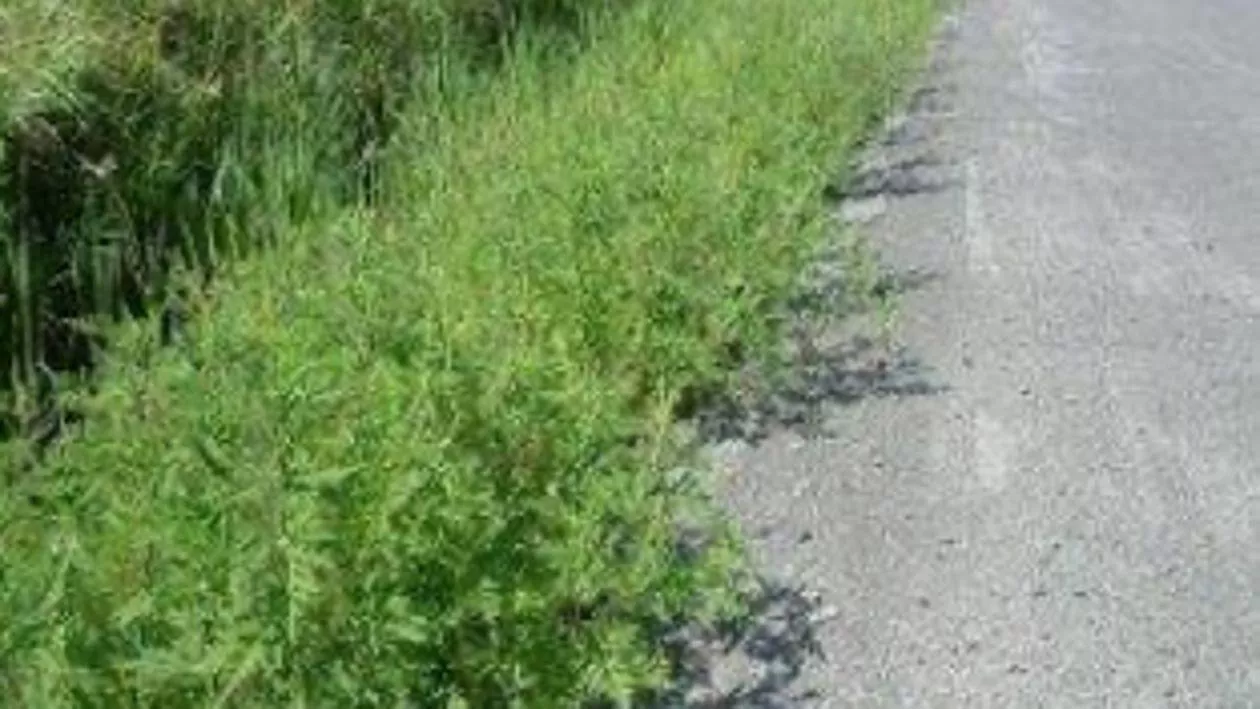 Începe lupta anuală împotriva ambroziei: cei care nu cooperează pot primi amenzi de până la 5000 de lei