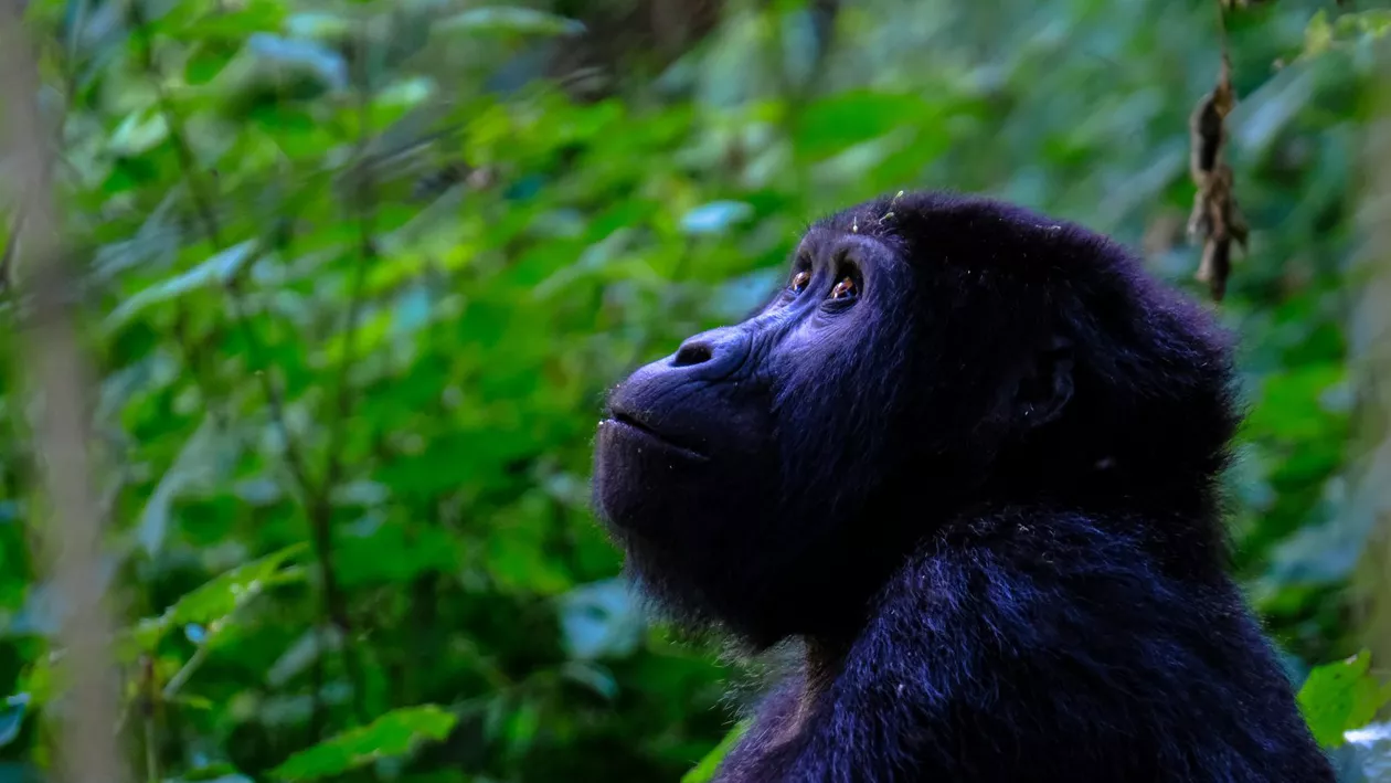 Un băiețel din Tanzania a murit după ce a fost răpit de maimuțe. Copilul era alăptat în timpul atacului