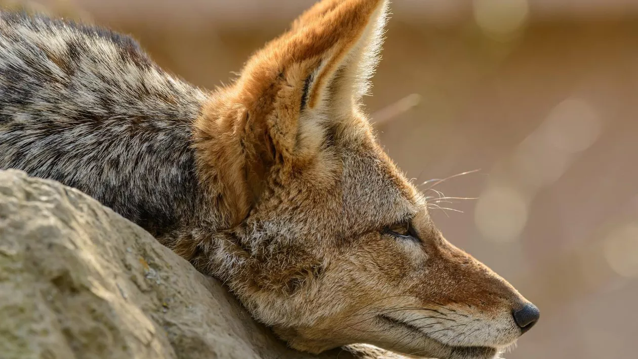 Circa 120 de exemplare de şacali, capturate în Delta Dunării