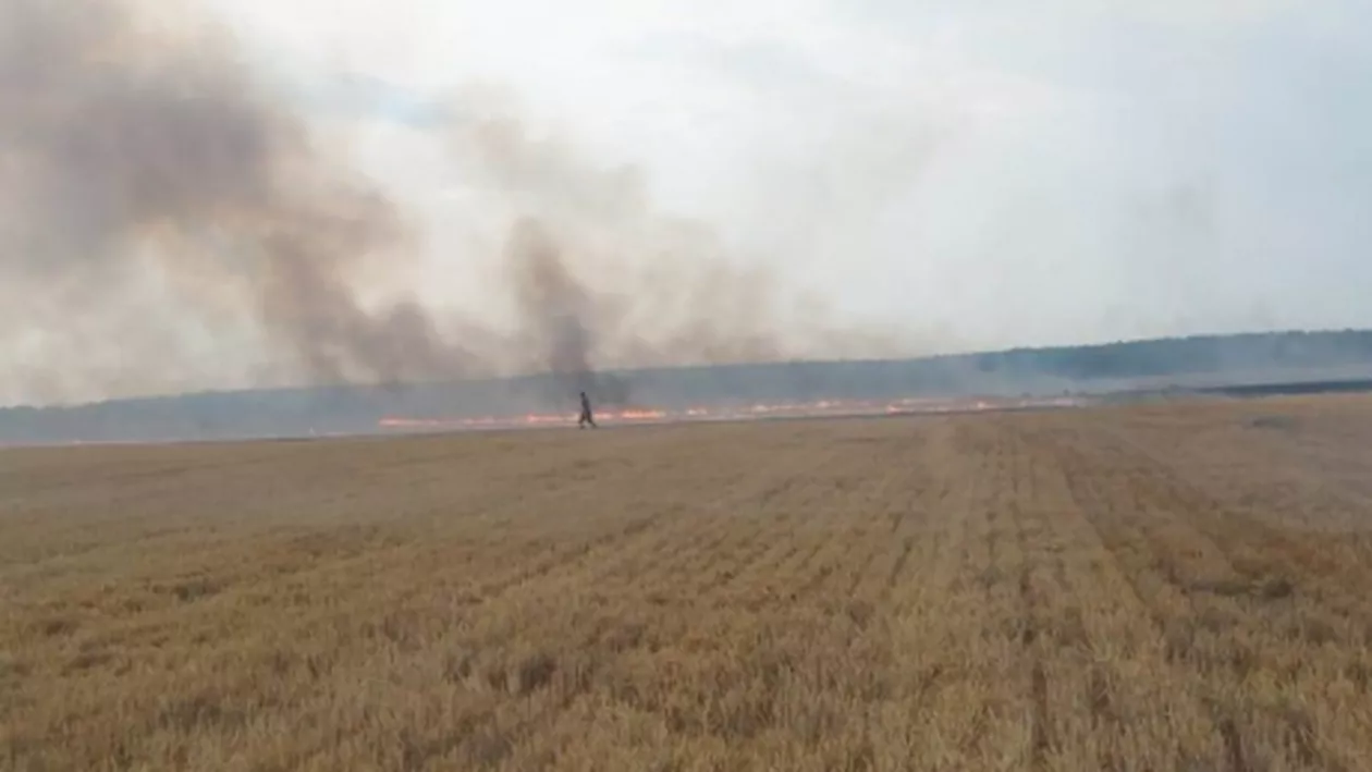 Incendiu puternic în județul Constanța: 15 hectare de grâu au ars (VIDEO)