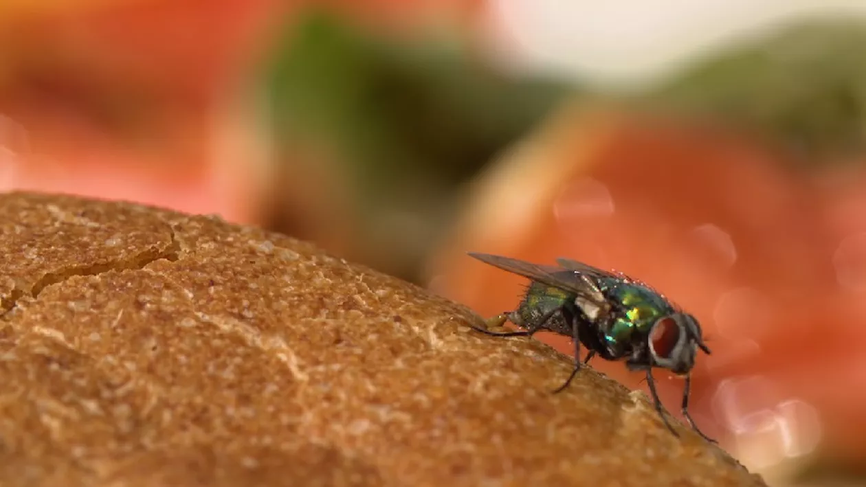 Muștele moarte ar putea fi folosite pentru producerea plasticului biodegradabil