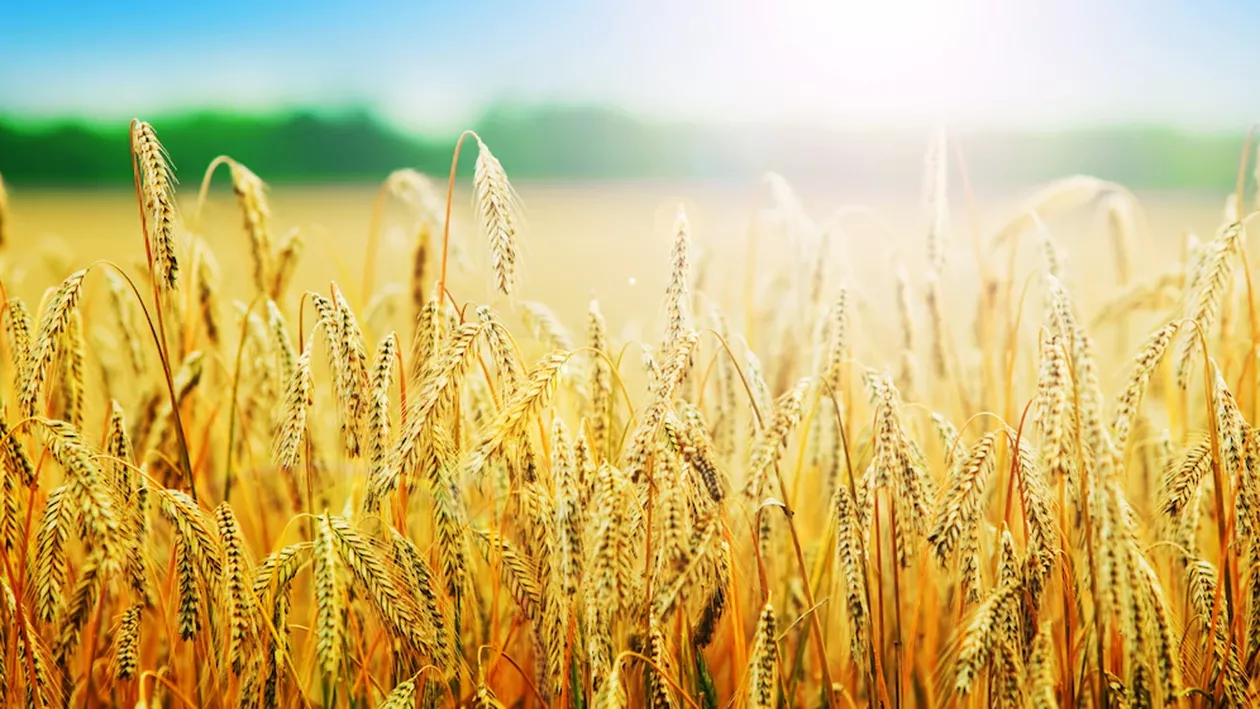 Primul efect al acordului semnat de Rusia și Ucraina. Cum vor evolua prețurile în perioada următoare