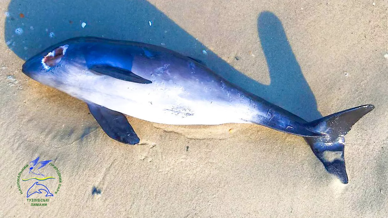 Turiștii din Neptun au găsit un delfin mort pe plajă: 20% dintre delfinii eșuați prezintă urme de braconaj, în 2023