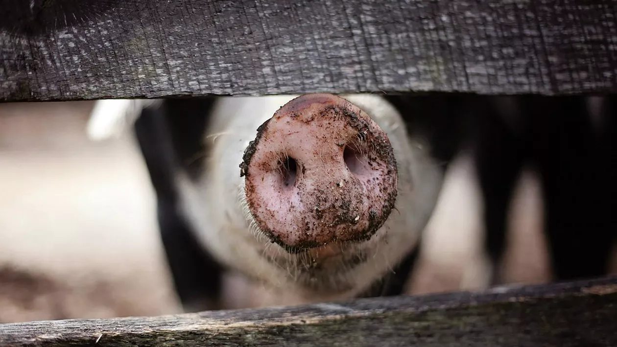 Ioan Ladoși, despre viitoarea etichetă specială a cărnii românești: Nu prea avem ce eticheta, dacă vorbim de carnea de porc. Producția internă scade vertiginos. Noi nu mai contăm (VIDEO)