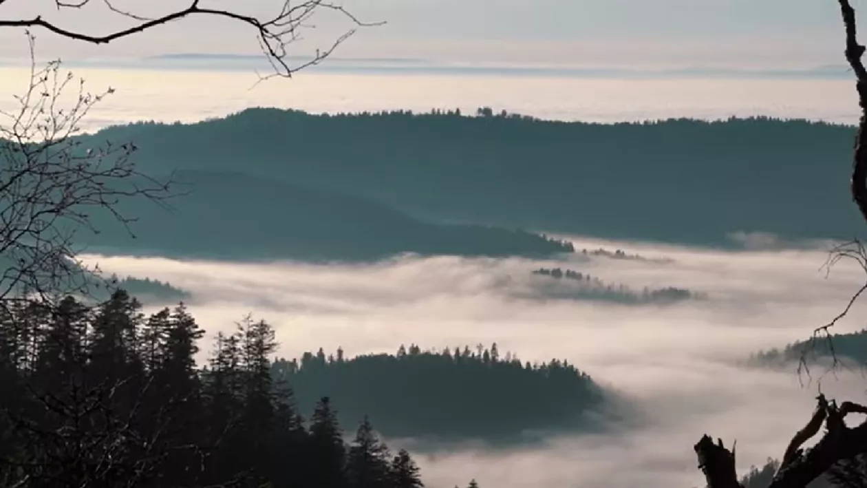 Pădurea Neagră din Germania este cea mai „instagramabilă” pădure din Europa. Are 2.400.000 de hashtag-uri pe Instagram