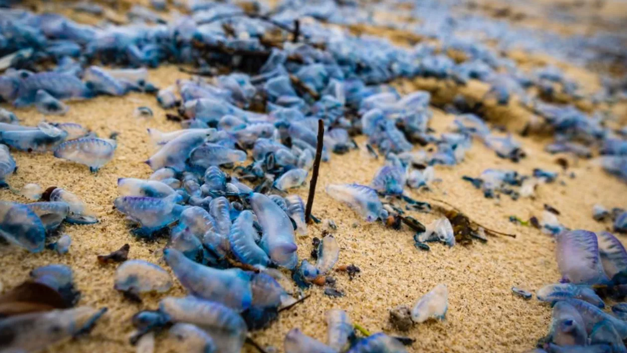 O plajă populară a devenit albastră după ce s-a umplut de o specie spectaculoasă de meduze moarte (FOTO)