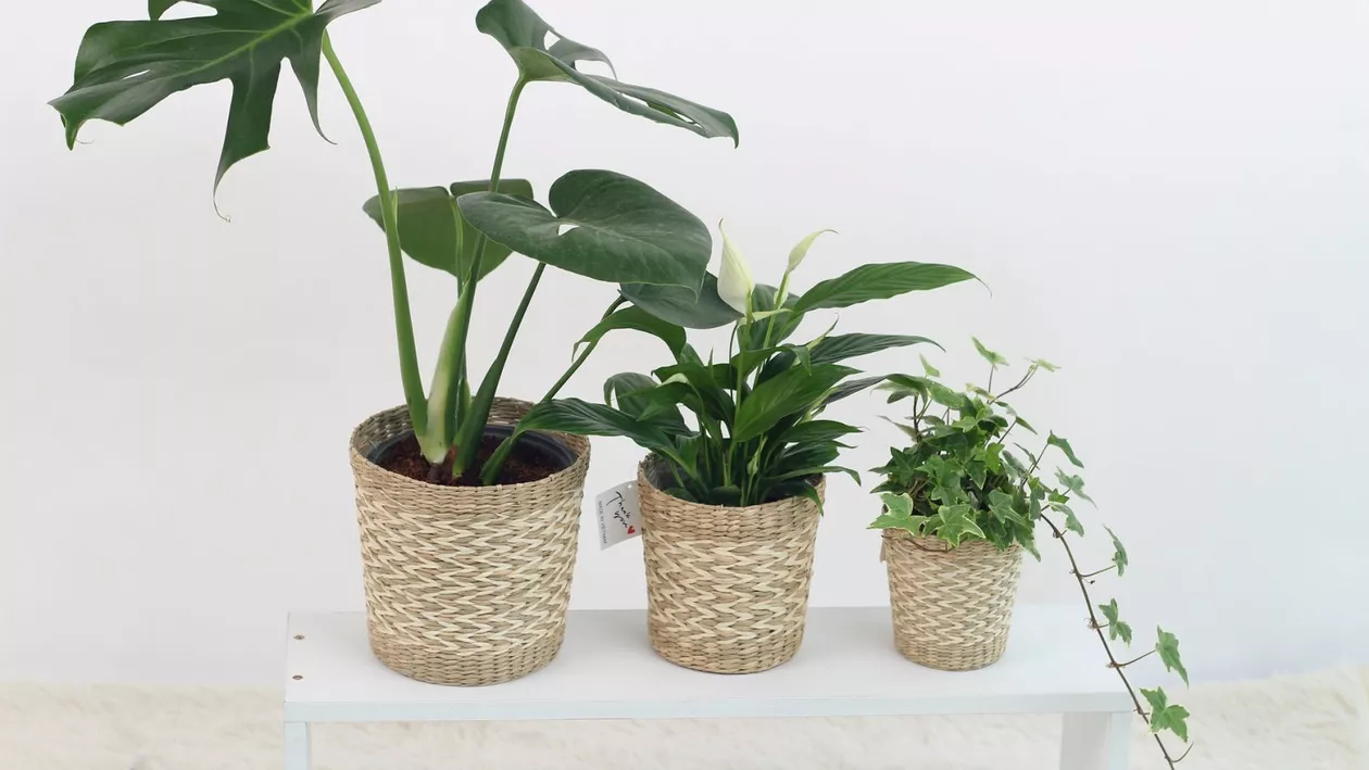 Ce surpriză au avut doi tineri care au cumpărat la reducere o plantă dintr-un magazin de bricolaj