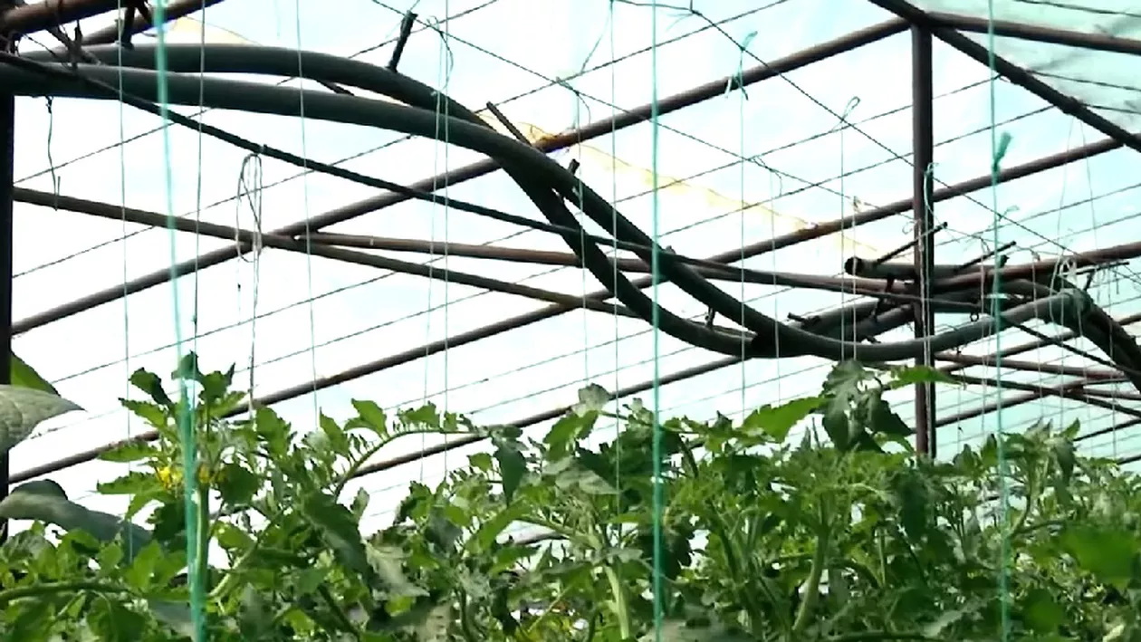 Construcția serelor și solarelor de legume exceptată de la autorizare. Legea este în Parlament