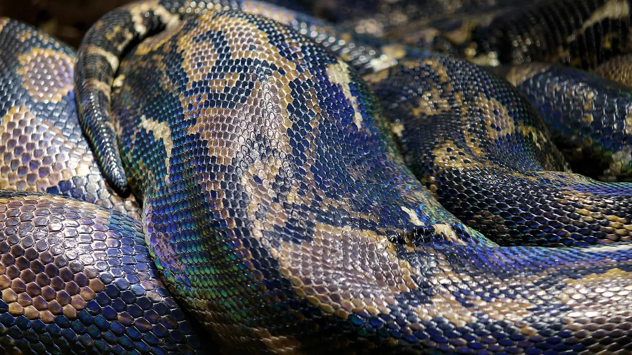 O femeie a fost ucisă și înghițită complet de un piton. Trupul era aproape intact când a fost găsit, spun polițiștii