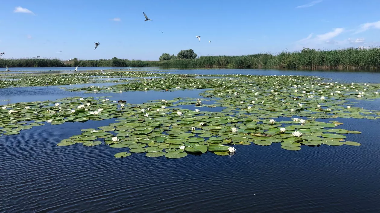 Părerea britanicilor despre plajele din România. Jurnalistă, impresionată de Delta Dunării