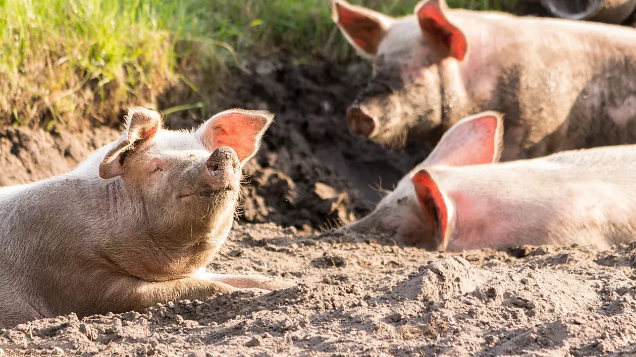Oamenii vor putea vinde porci de Crăciun. Ordinul ANSVSA s-a modificat