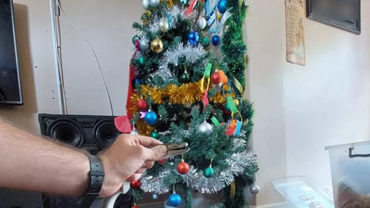 Clipe de coșmar pentru o familie! Unul dintre cei mai veninoși șerpi din lume, descoperit în bradul de Crăciun