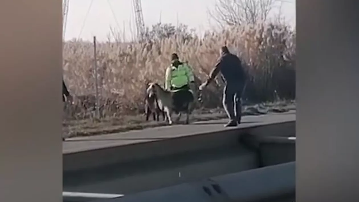 A1, oprită la timp de polițiști, după ce mai multe capre lăsate libere de localnici au pătruns pe carosabil