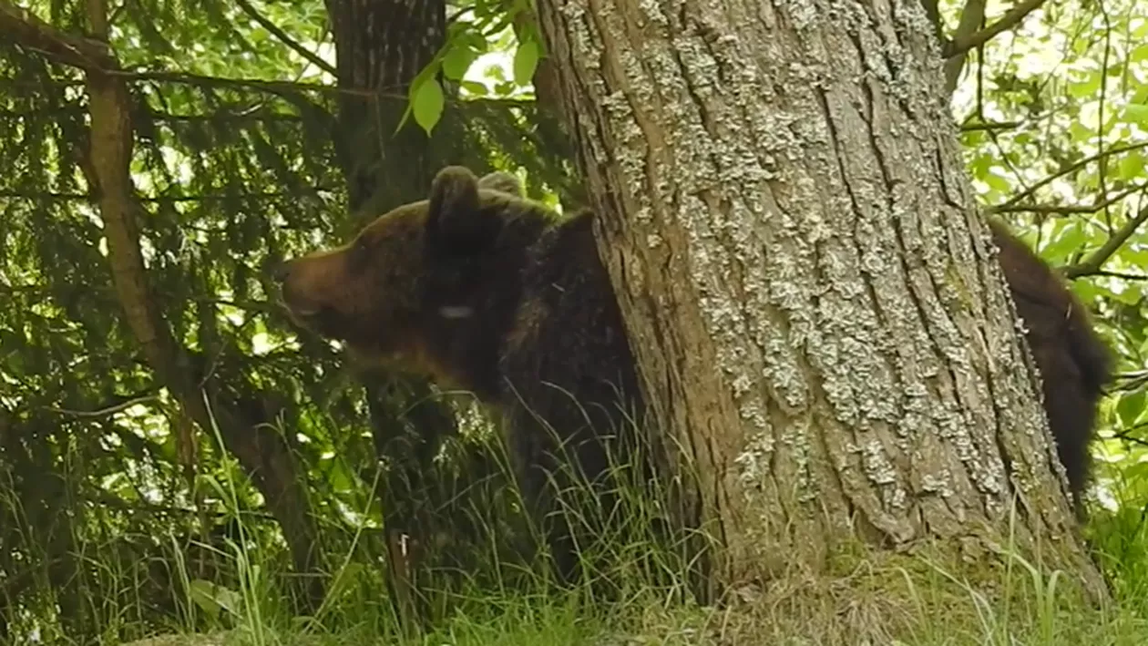 Cinci urși din Argeș vor fi monitorizați GPS pentru le înțelege comportamentul și a preveni conflictele