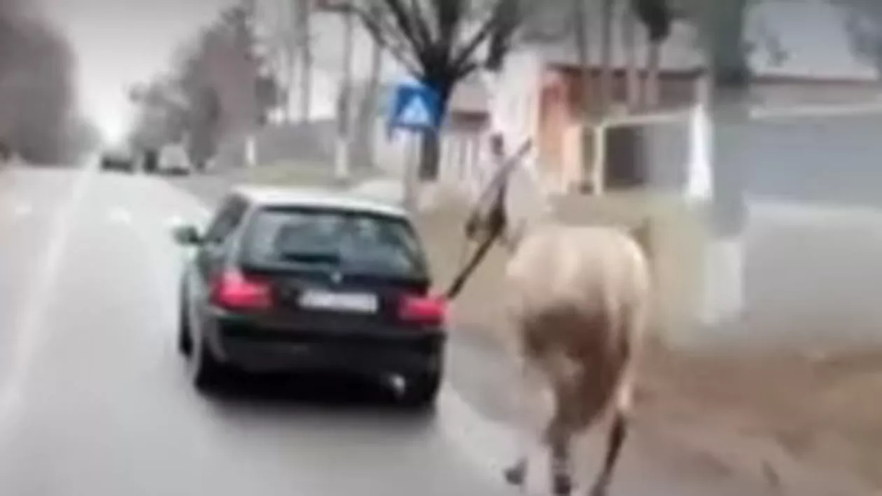 Imagini virale! Un șofer a legat un cal de mașină și a ieșit cu el la plimbare pe un drum din Botoșani. Protagoniștii filmării au fost identificați și amendați