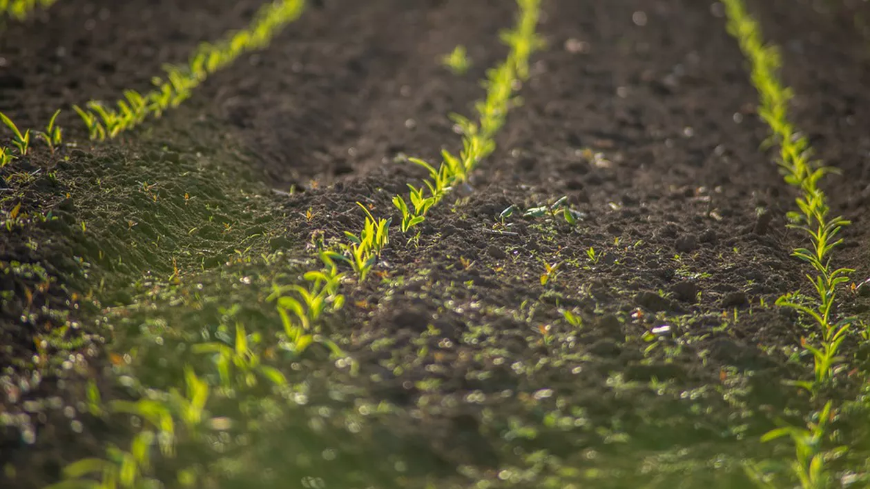 Descoperire neașteptată, în timpul unor lucrări agricole. Ce a găsit un bărbat din Giurgiu