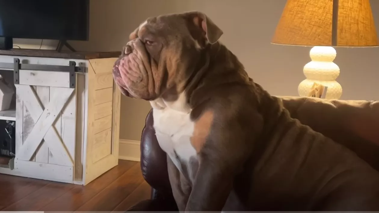 Olanda va interzice rasele de câini și pisici modificate genetic pentru că produce suferință animalelor