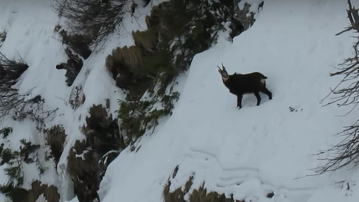 Dacă în sud, oamenii s-au bucurat de primăvara din ianuarie, în Munţii Rodnei caprele negre se bucură de zăpadă (VIDEO)