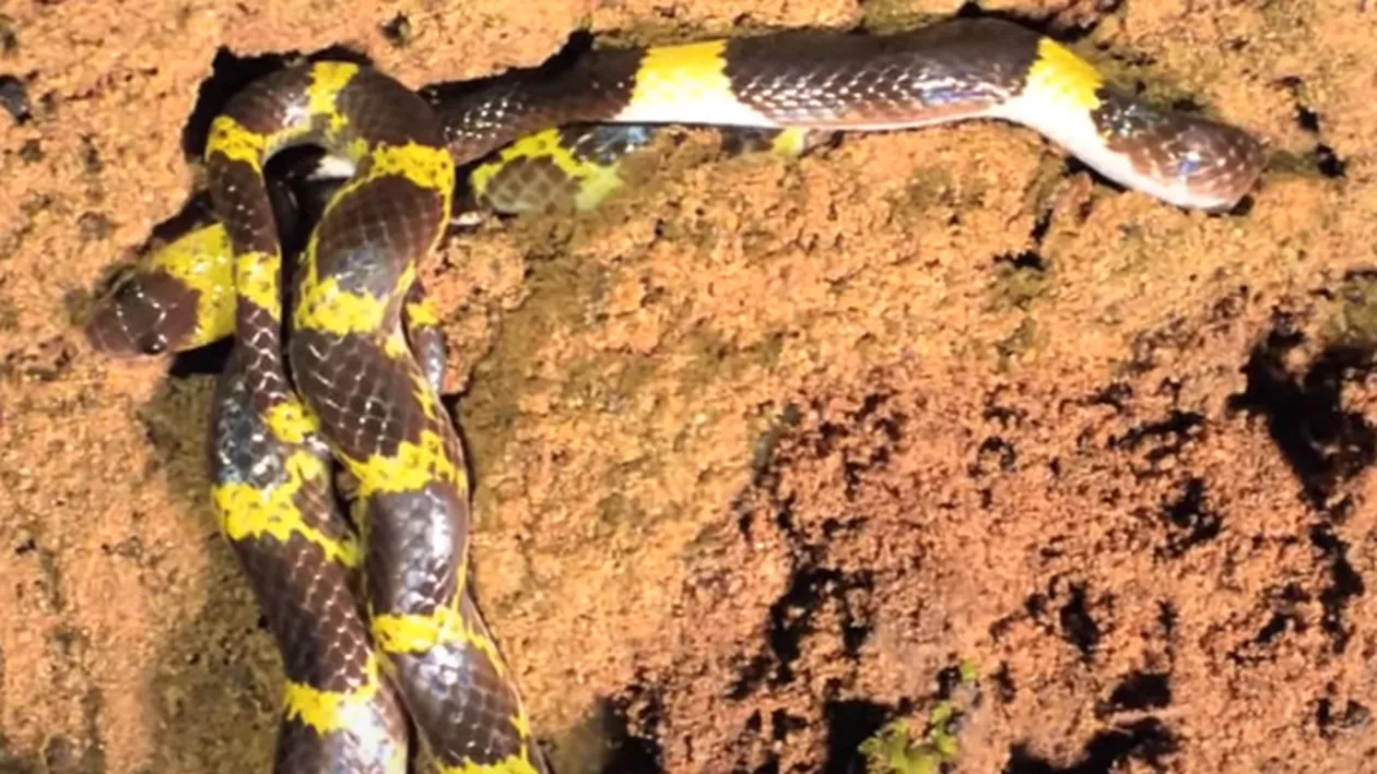 Norocul unui turist: S-a trezit și a descoperit că a dormit cu o creatură mortală