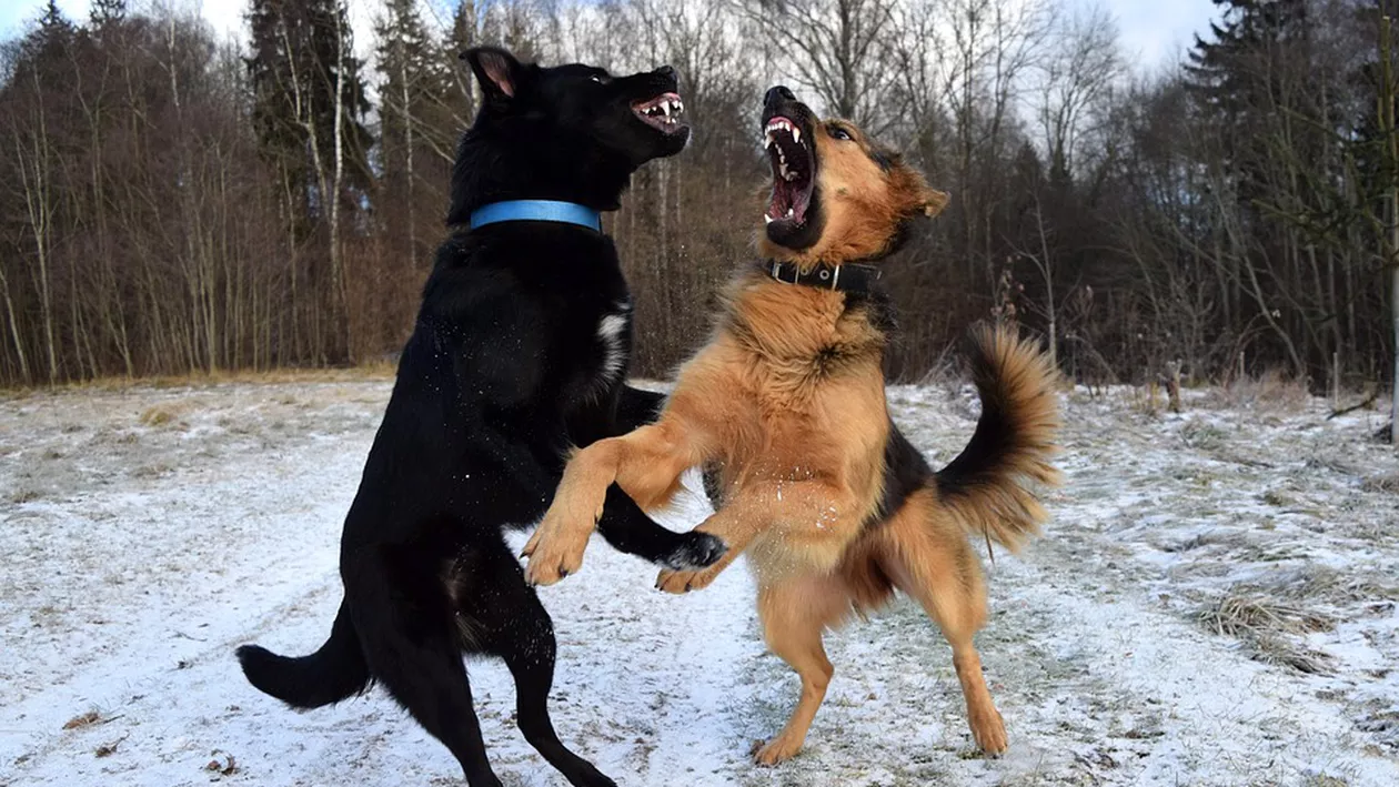 Decizie bizară: Zeci de câini puși să lupte până la moarte se vor întoarce la stăpânii abuzatori