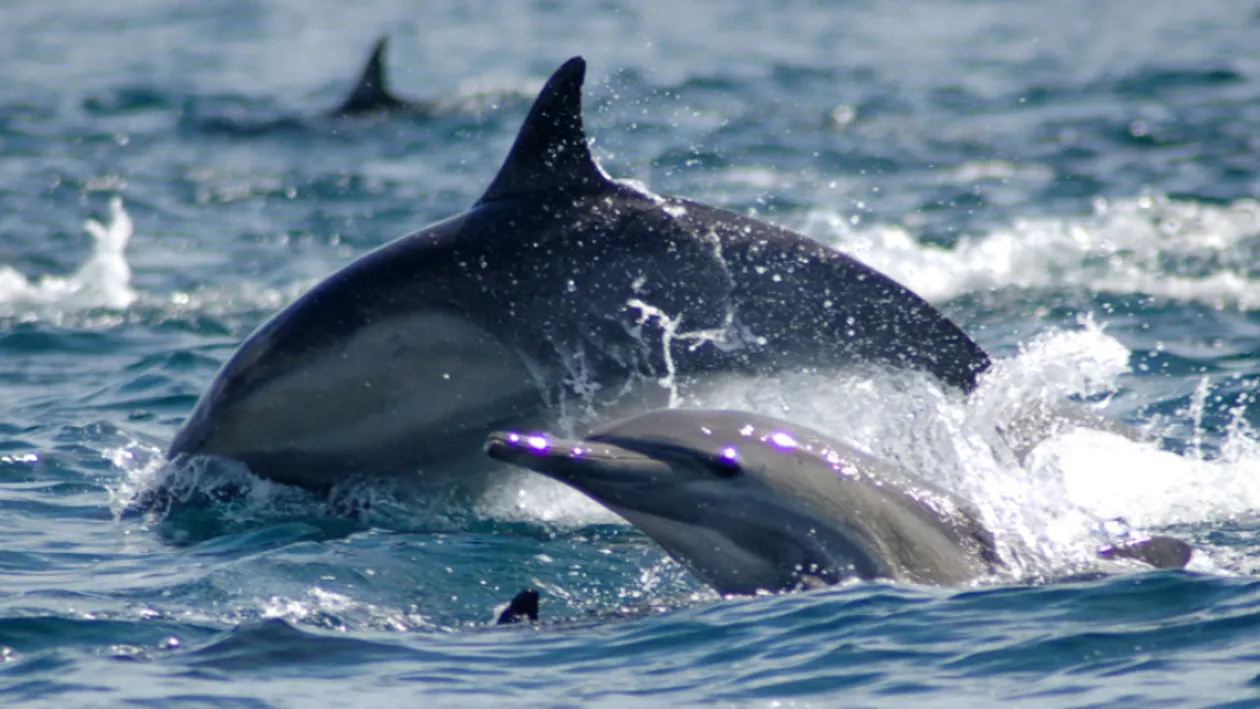 Studiu: Comunicarea între delfini este grav afectată de poluarea fonică cauzată de transportul maritim și construcții 