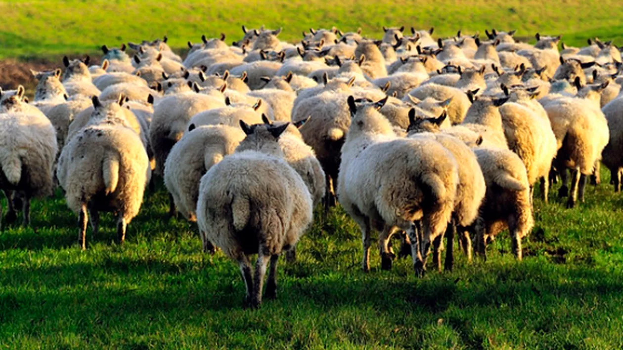 Crescătorii de ovine sunt revoltați! Legea pentru interzicerea exportului de animale vii stârnește proteste: „Este un război economic într-o țară cu tradiție în oierit”
